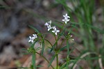 Longleaf summer bluet