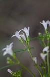 Longleaf summer bluet