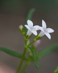 Longleaf summer bluet