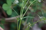 Longleaf summer bluet