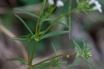 Longleaf summer bluet