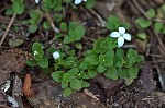 Innocence <BR>Roundleaf bluet