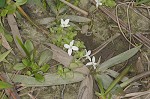 Innocence <BR>Roundleaf bluet