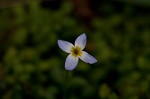 Thymeleaf bluet