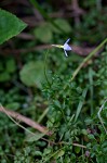 Thymeleaf bluet