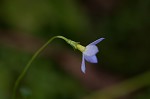 Thymeleaf bluet