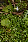 Thymeleaf bluet