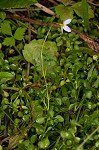 Thymeleaf bluet