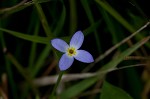 Thymeleaf bluet