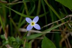 Thymeleaf bluet