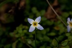 Thymeleaf bluet