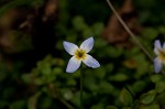 Thymeleaf bluet