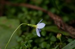 Thymeleaf bluet