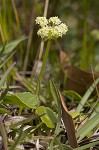 Largeleaf marshpennywort