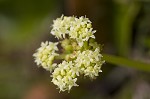 Largeleaf marshpennywort