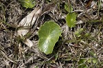 Largeleaf marshpennywort