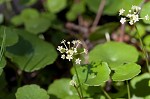 Manyflower marshpennywort