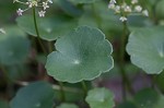 Manyflower marshpennywort