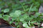 Manyflower marshpennywort