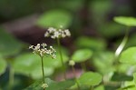 Manyflower marshpennywort