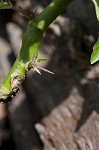 Oneflower false fiddlehead