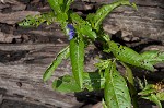 Oneflower false fiddlehead