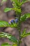 Oneflower false fiddlehead