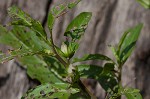 Oneflower false fiddlehead