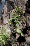 Oneflower false fiddlehead