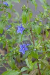 Oneflower false fiddlehead