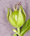 Oneflower false fiddlehead