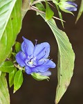 Oneflower false fiddlehead