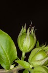 Oneflower false fiddlehead