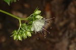 Bluntleaf waterleaf