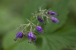 Eastern waterleaf