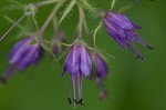 Eastern waterleaf