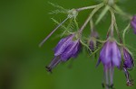 Eastern waterleaf