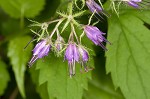 Eastern waterleaf