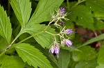 Eastern waterleaf