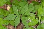 Eastern waterleaf