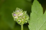 Eastern waterleaf