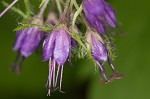 Eastern waterleaf