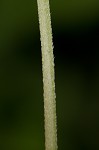 Eastern waterleaf