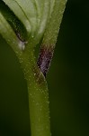 Eastern waterleaf