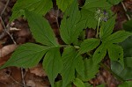 Eastern waterleaf