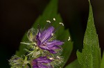 Eastern waterleaf