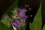 Eastern waterleaf