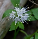 Eastern waterleaf