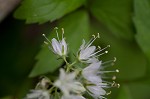 Eastern waterleaf