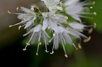 Eastern waterleaf